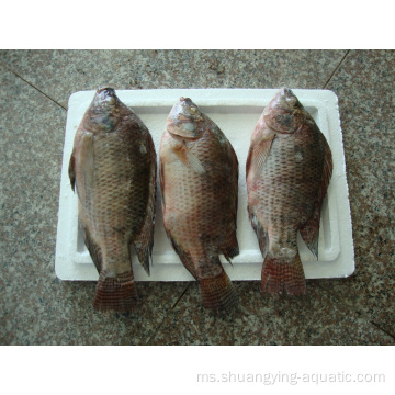 Tilapia Ikan Iqf Frozen Cina untuk Pasar Afrika